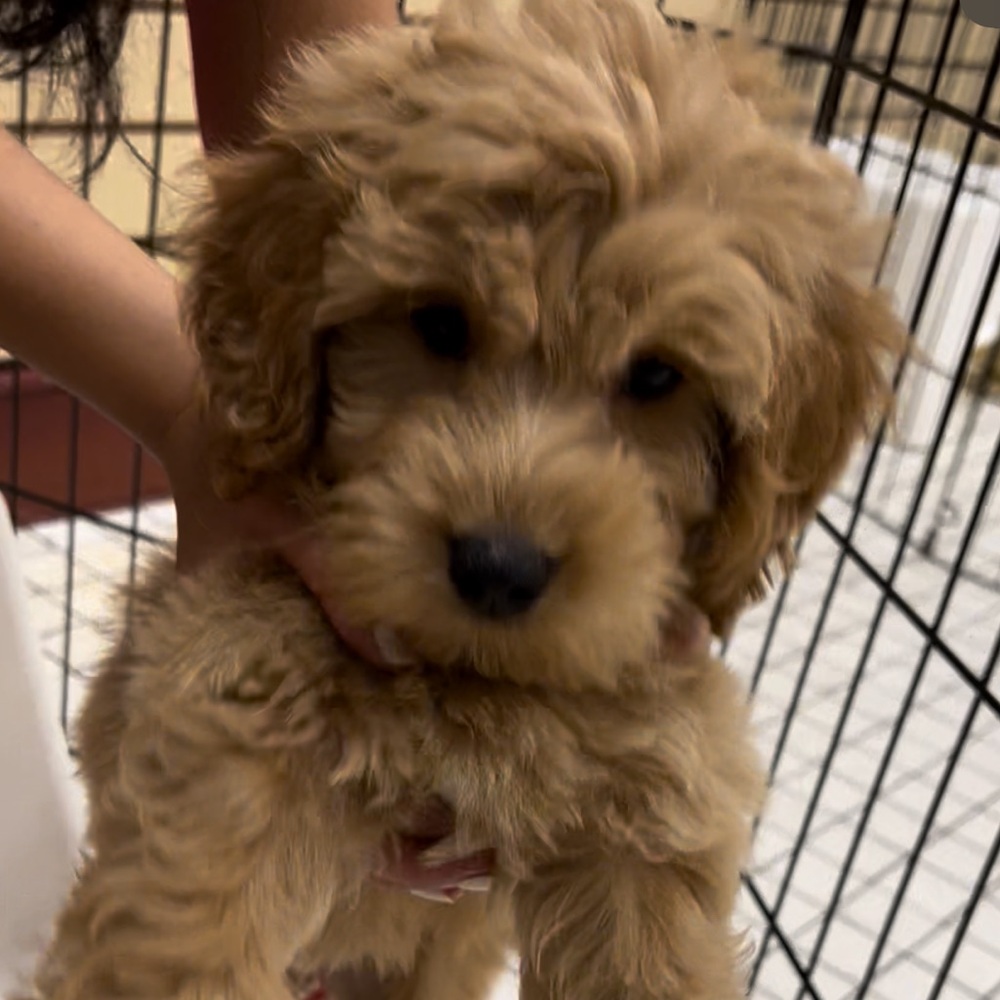 Meet your Posher, Katie